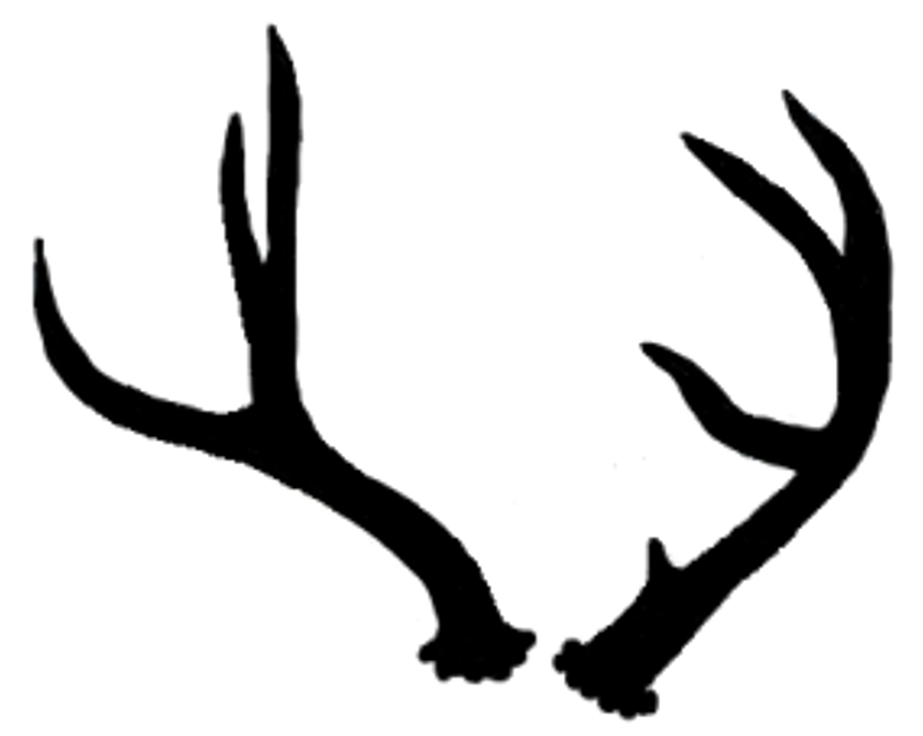 Mule Deer Antlers