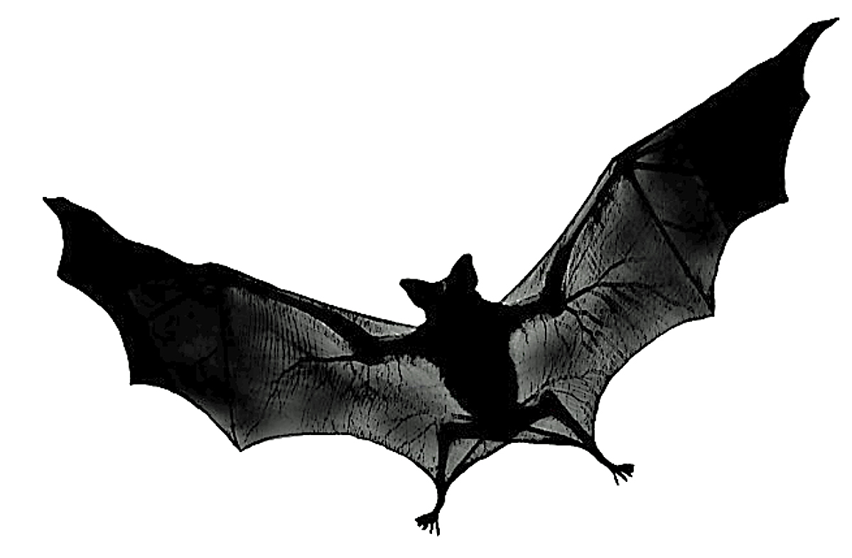 Bat Picture