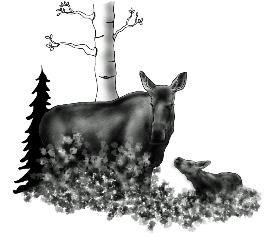 Cow and Calf Moose